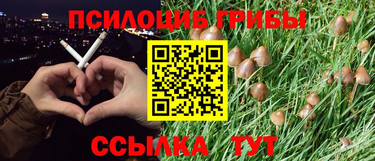 Псилоцибиновые грибы Psilocybine cubensis Петропавловск-Камчатский